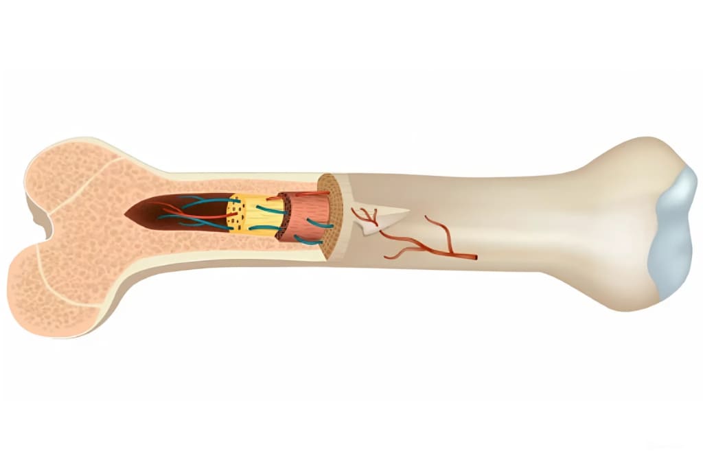 Пересадка костного мозга